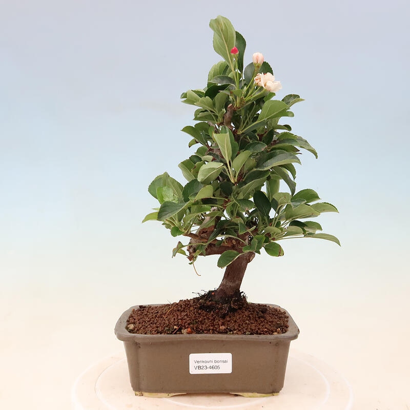 Outdoor bonsai - Malus sargentii - Small-fruited apple tree