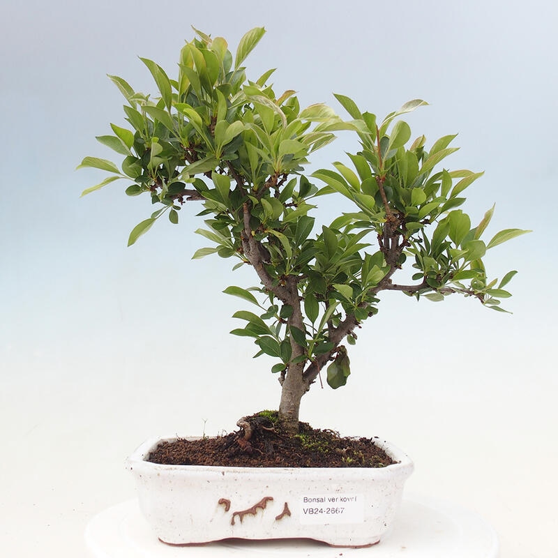 Outdoor bonsai - Malus sargentii - Small-fruited apple tree