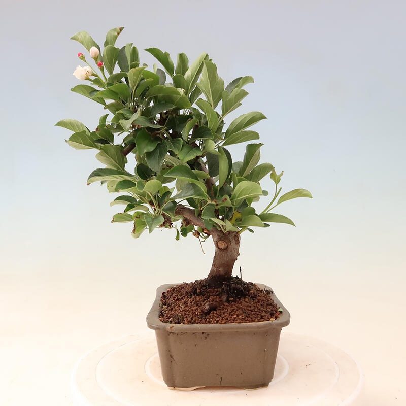 Outdoor bonsai - Malus sargentii - Small-fruited apple tree