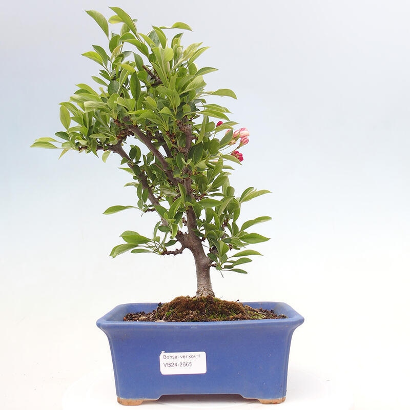 Outdoor bonsai - Malus sargentii - Small-fruited apple tree