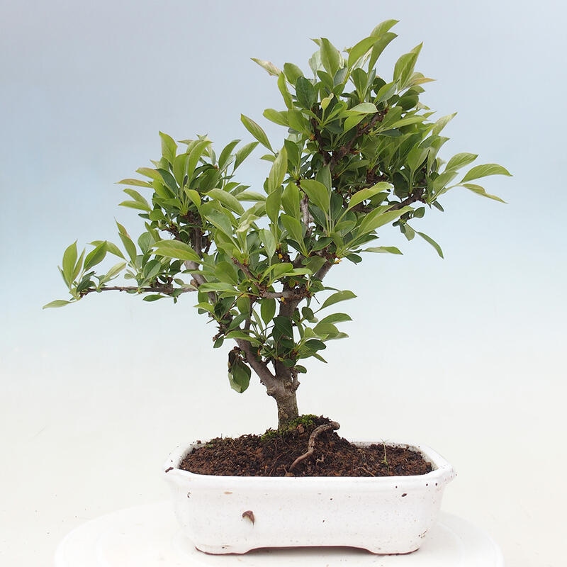 Outdoor bonsai - Malus sargentii - Small-fruited apple tree