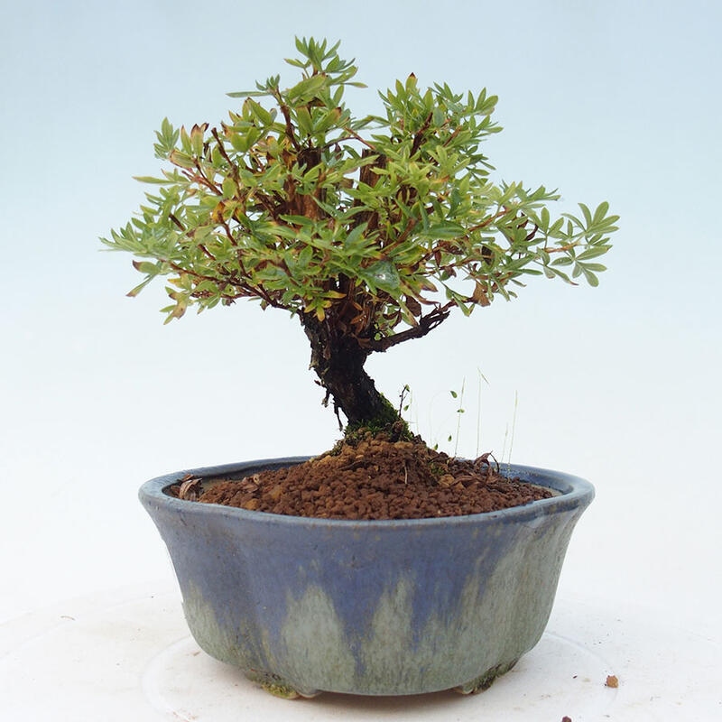 Outdoor bonsai-Cinquefoil - Potentila fruticosa yellow Bird