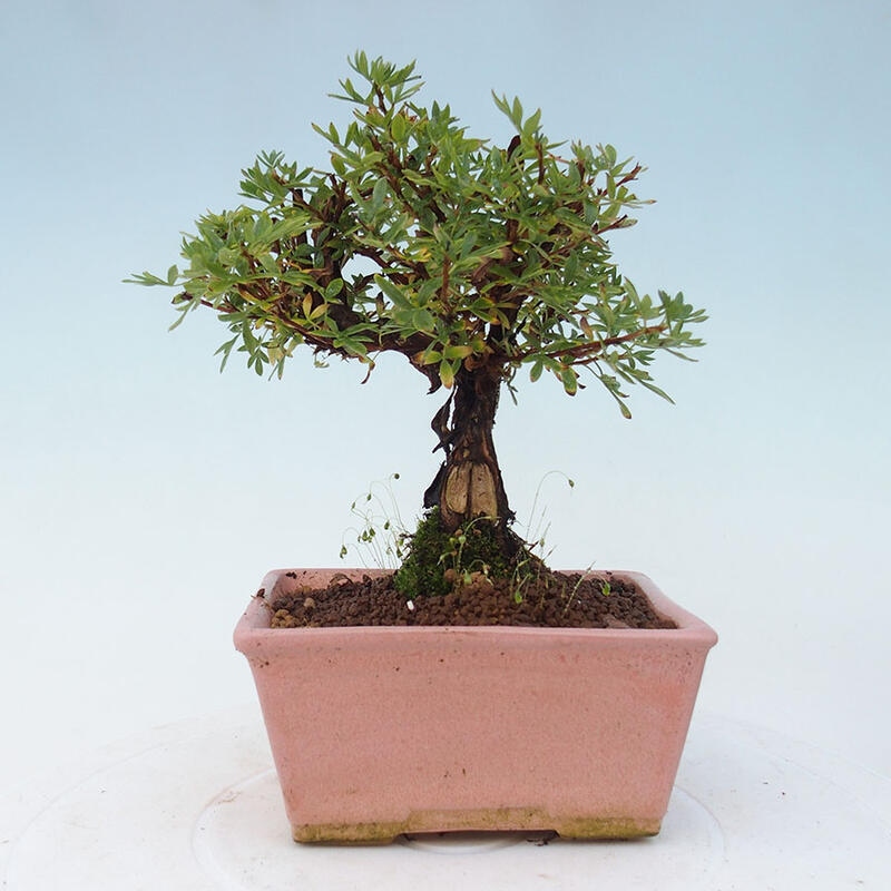 Outdoor bonsai-Cinquefoil - Potentila fruticosa yellow Bird