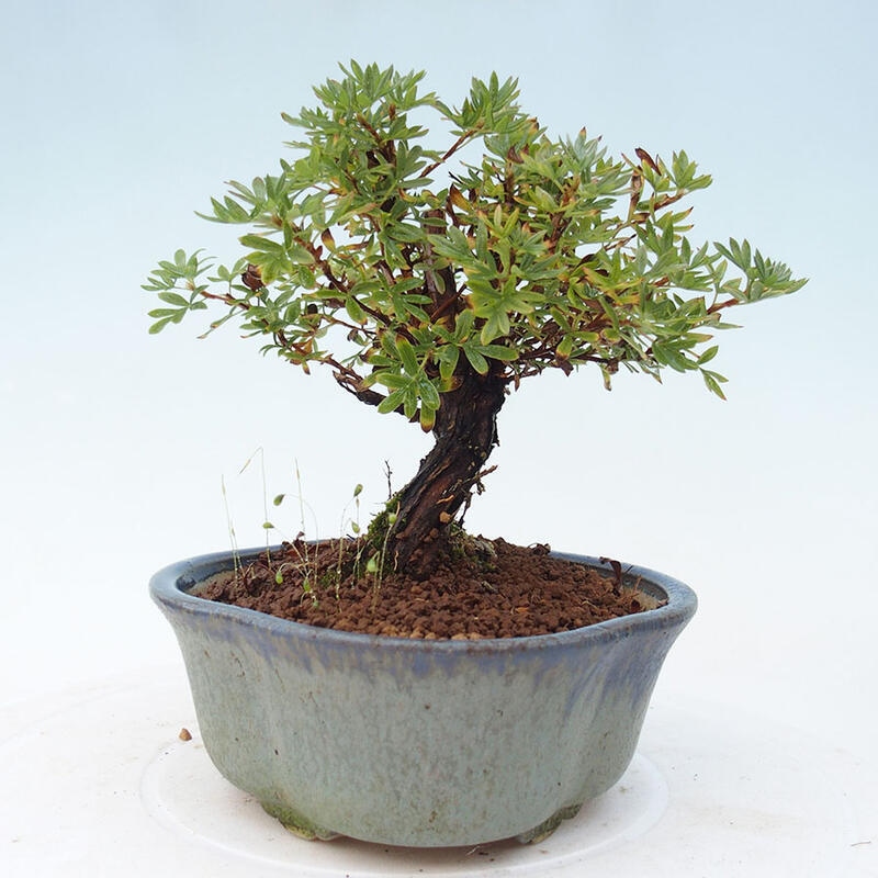 Outdoor bonsai-Cinquefoil - Potentila fruticosa yellow Bird