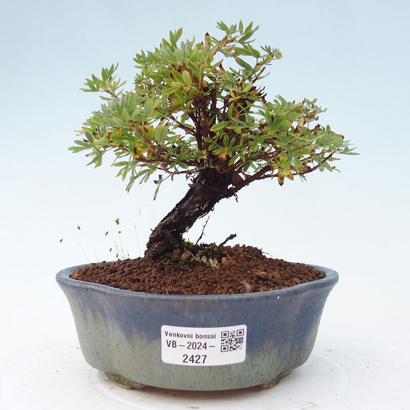 Outdoor bonsai-Cinquefoil - Potentila fruticosa yellow Bird