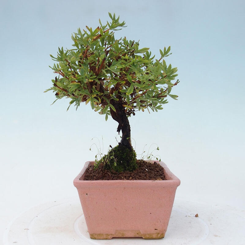 Outdoor bonsai-Cinquefoil - Potentila fruticosa yellow Bird