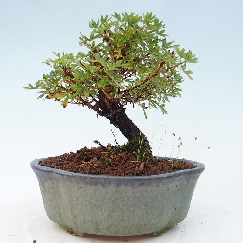 Outdoor bonsai-Cinquefoil - Potentila fruticosa yellow Bird