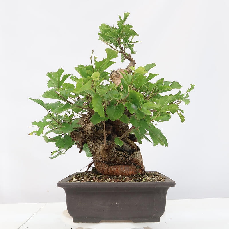 Outdoor bonsai - Morus alba - mulberry