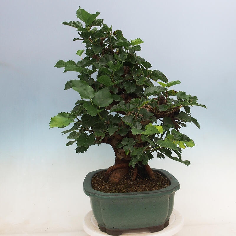 Outdoor bonsai - Morus alba - mulberry