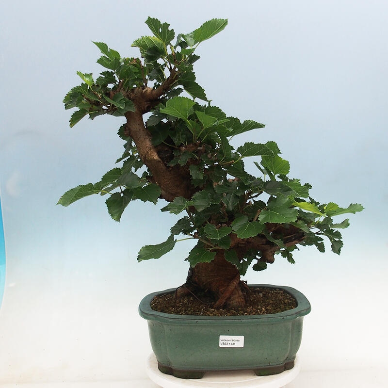 Outdoor bonsai - Morus alba - mulberry