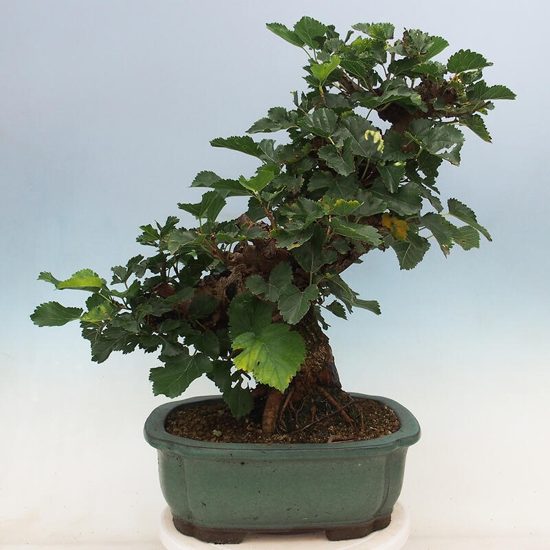 Outdoor bonsai - Morus alba - mulberry