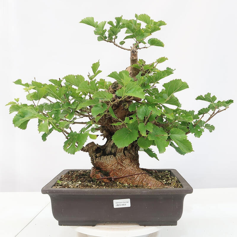 Outdoor bonsai - Morus alba - mulberry