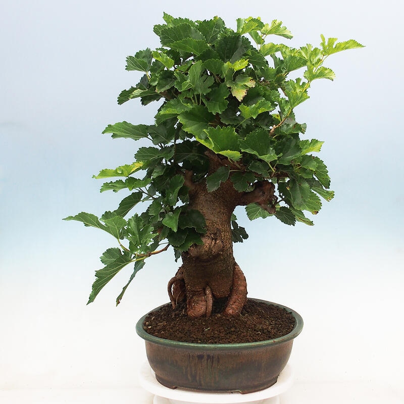 Outdoor bonsai - Morus alba - mulberry