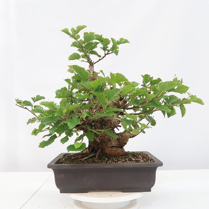 Outdoor bonsai - Morus alba - mulberry