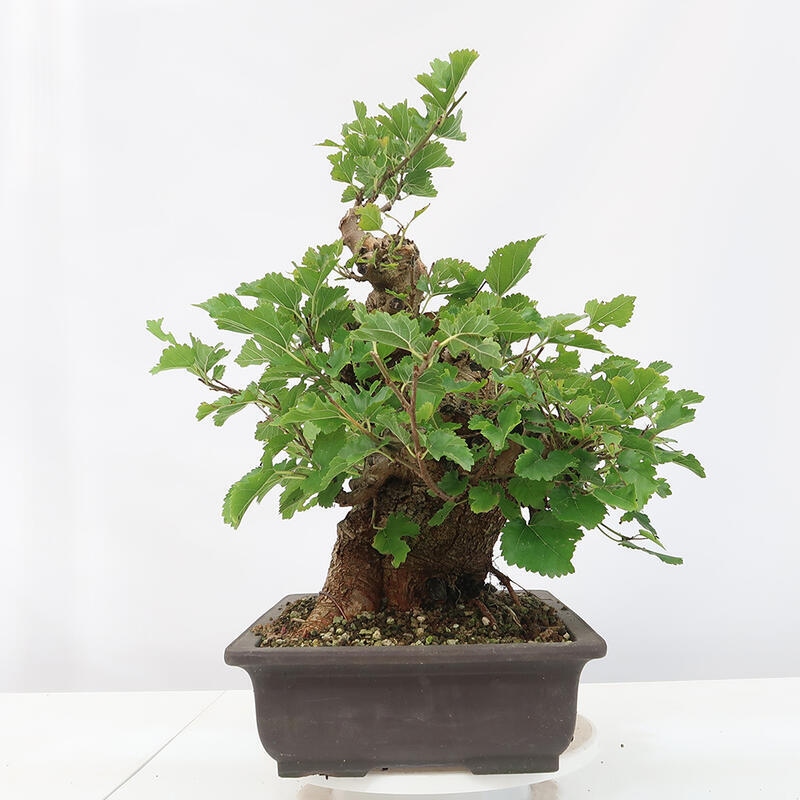 Outdoor bonsai - Morus alba - mulberry