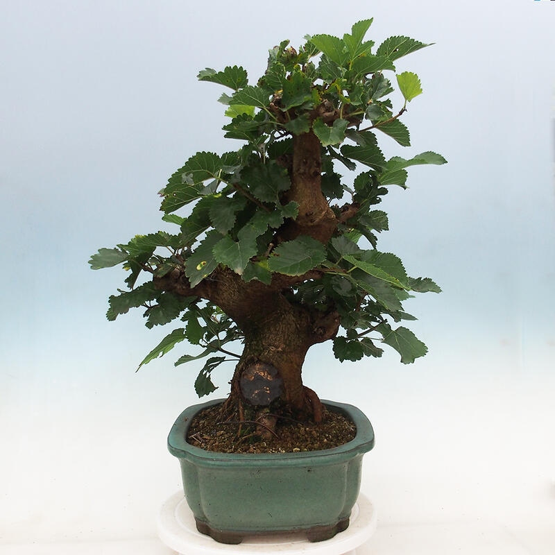 Outdoor bonsai - Morus alba - mulberry