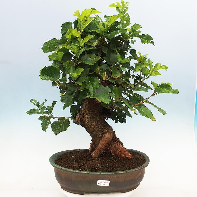 Outdoor bonsai - Morus alba - mulberry