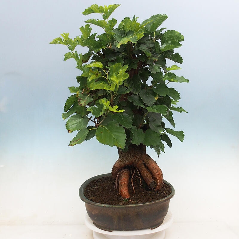 Outdoor bonsai - Morus alba - mulberry