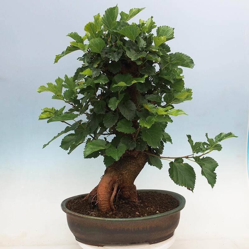 Outdoor bonsai - Morus alba - mulberry