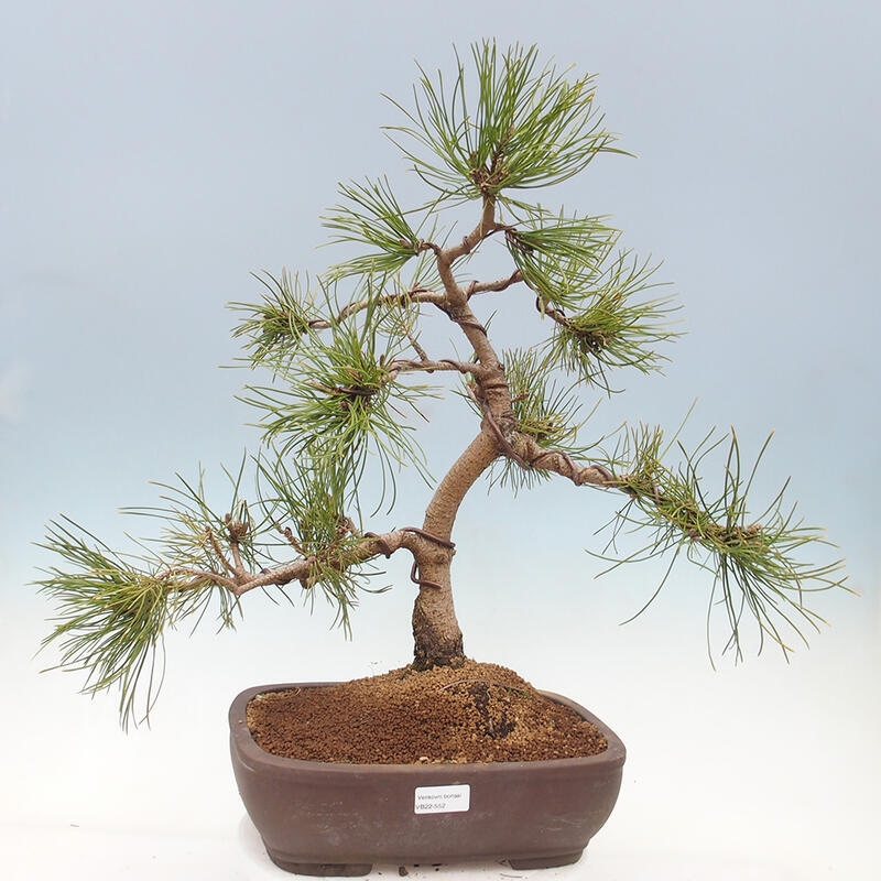 Outdoor bonsai - Pinus mugo - Pine Kneeling