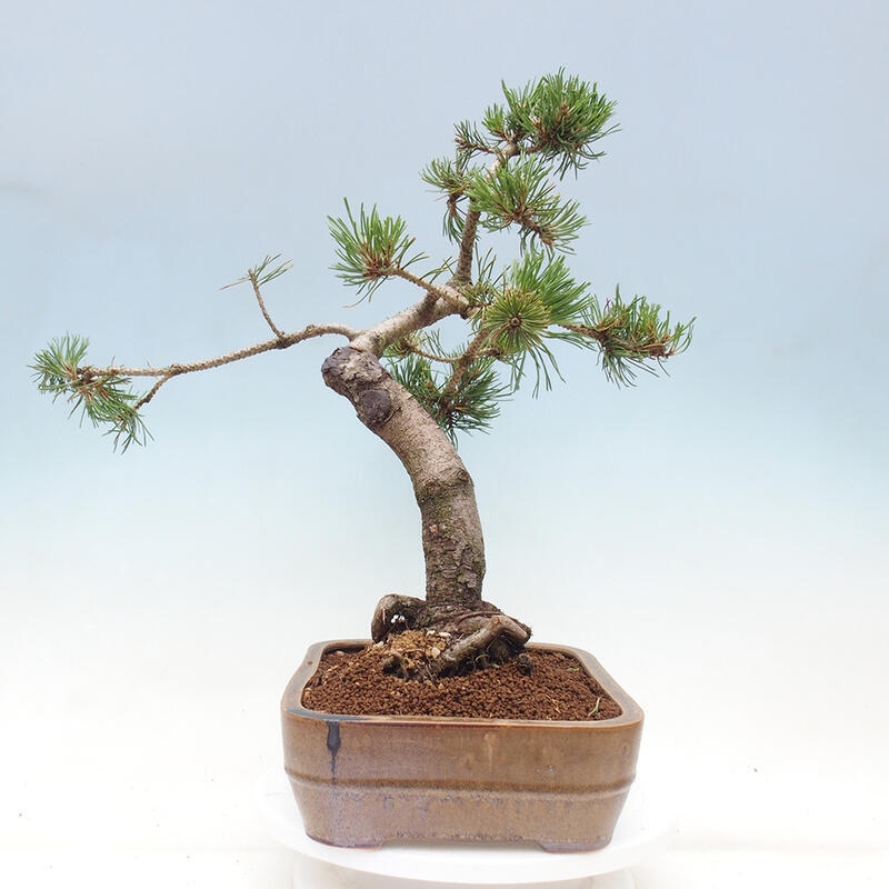 Outdoor bonsai - Pinus mugo - Pine Kneeling