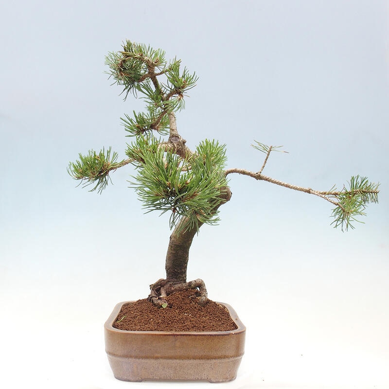 Outdoor bonsai - Pinus mugo - Pine Kneeling