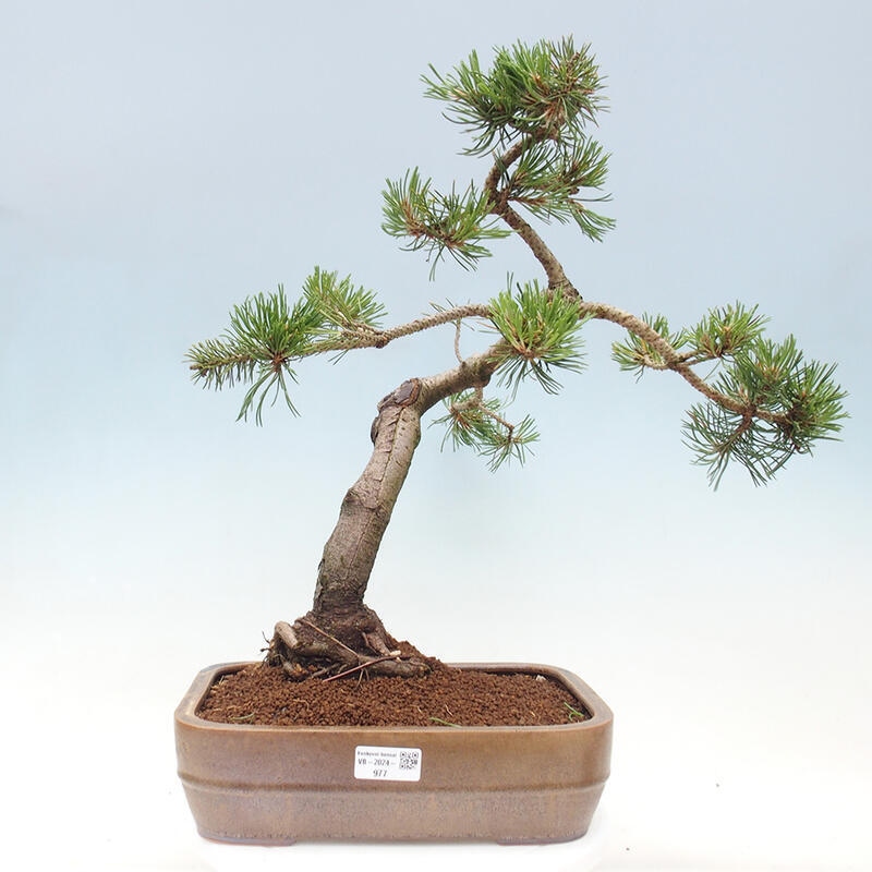 Outdoor bonsai - Pinus mugo - Pine Kneeling