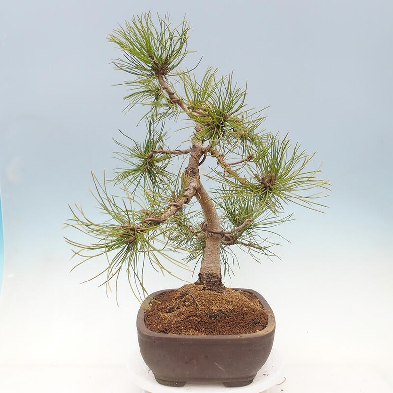 Outdoor bonsai - Pinus mugo - Pine Kneeling