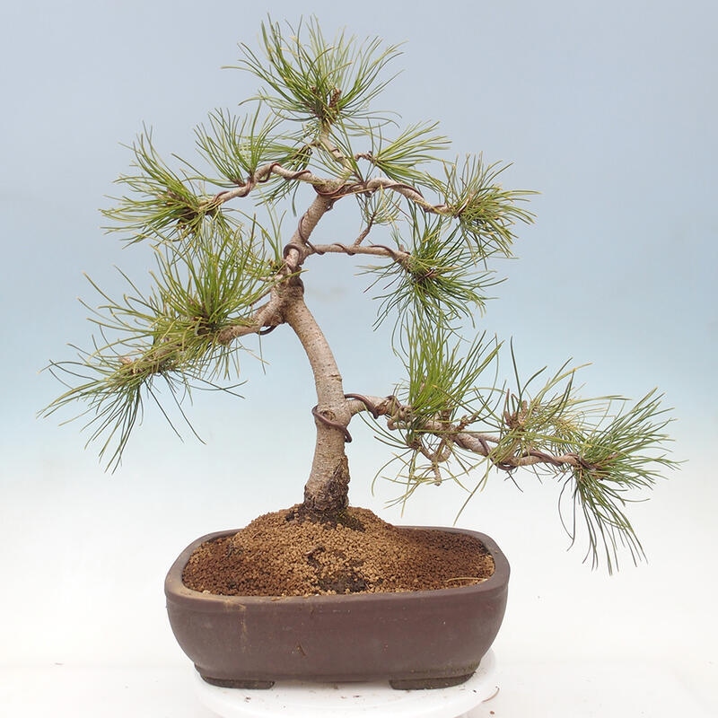 Outdoor bonsai - Pinus mugo - Pine Kneeling