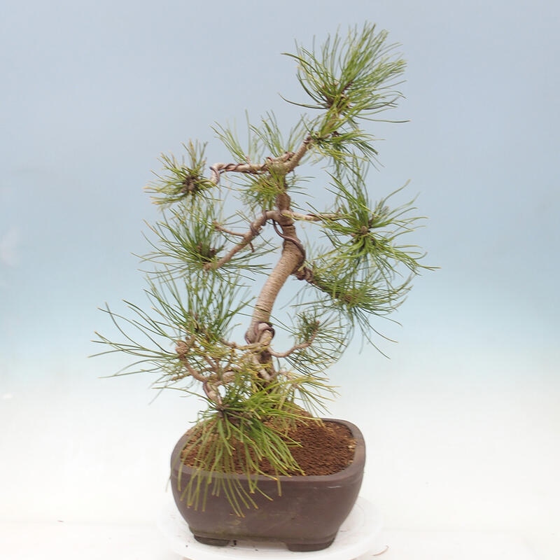 Outdoor bonsai - Pinus mugo - Pine Kneeling