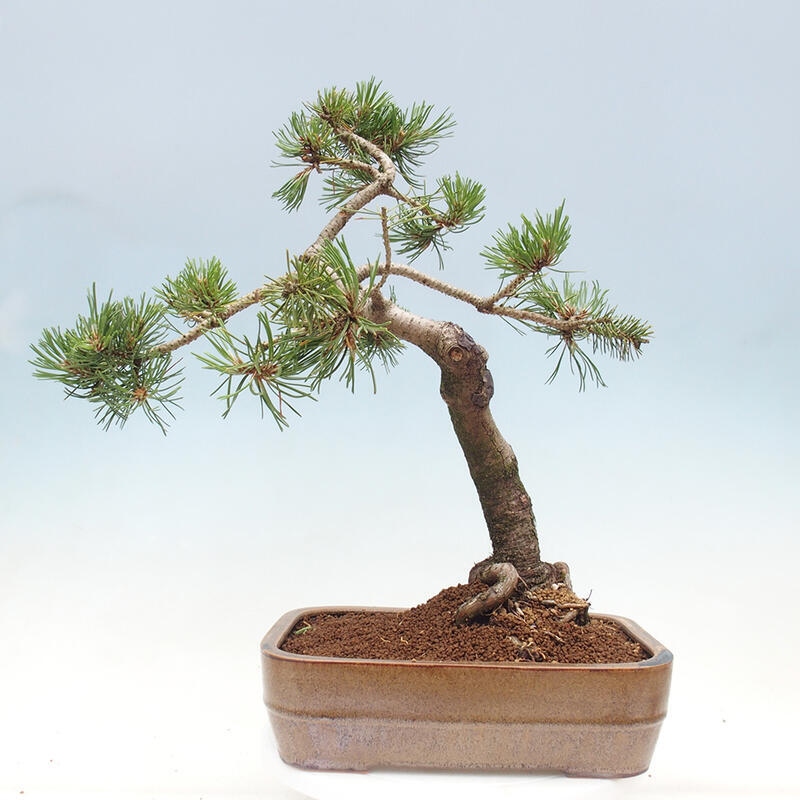 Outdoor bonsai - Pinus mugo - Pine Kneeling