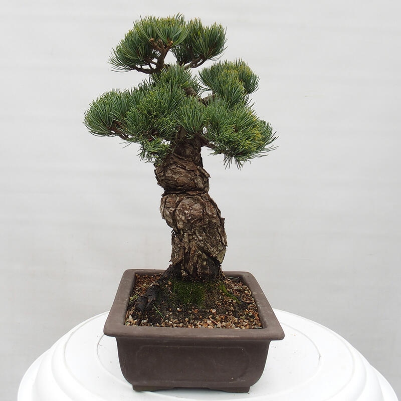 Outdoor bonsai - Pinus parviflora - Small pine tree