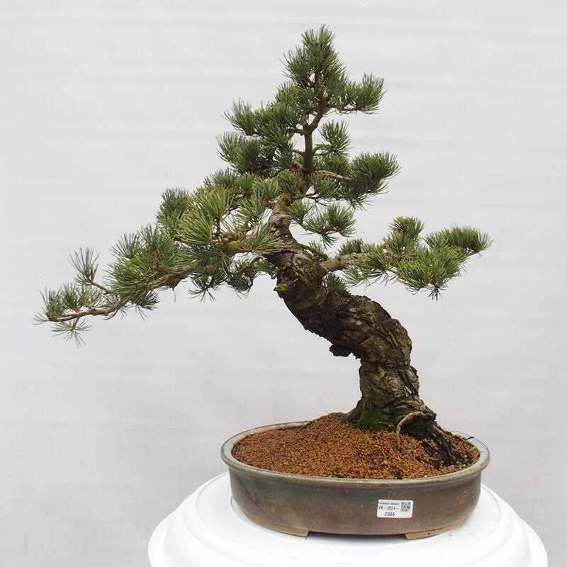 Outdoor bonsai - Pinus parviflora - Small pine tree