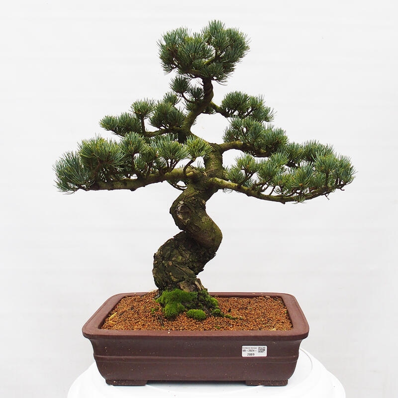 Outdoor bonsai - Pinus parviflora - Small pine tree