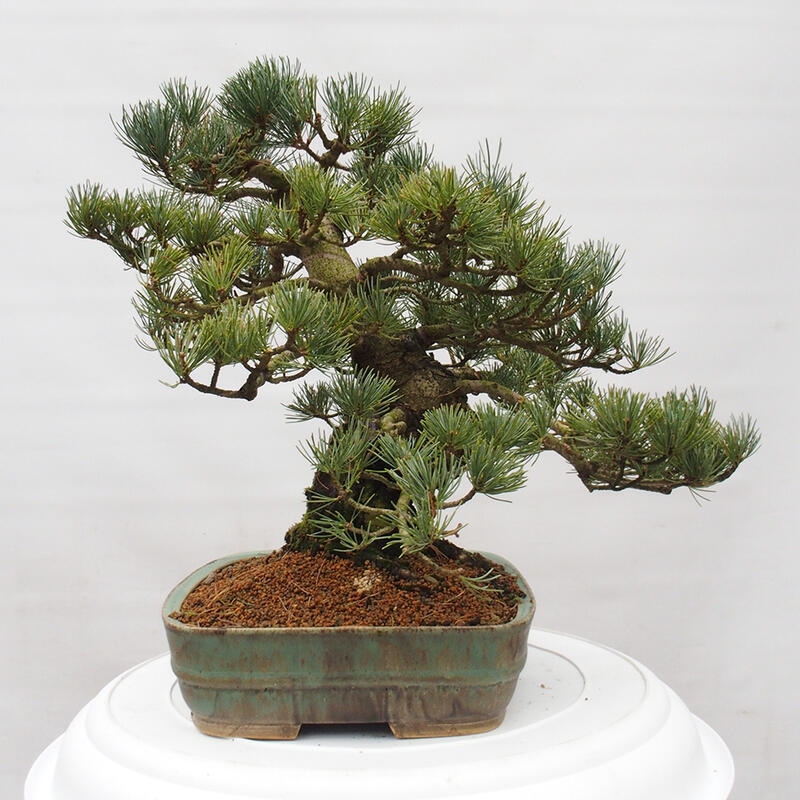 Outdoor bonsai - Pinus parviflora - Small pine tree