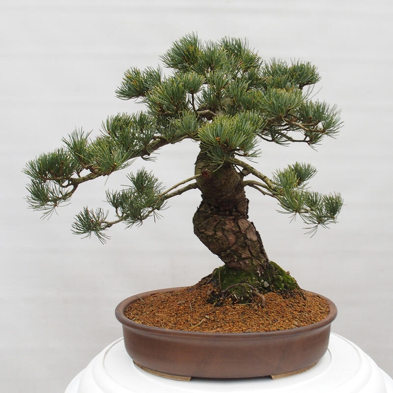 Outdoor bonsai - Pinus parviflora - Small pine tree