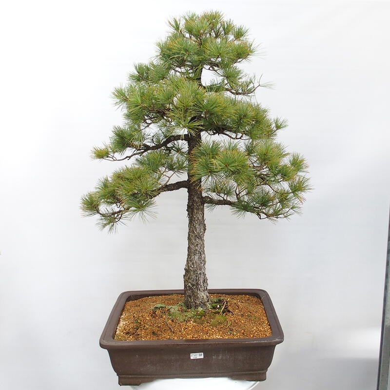 Outdoor bonsai - Pinus parviflora - Small pine tree