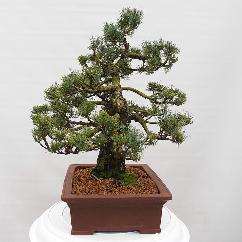 Outdoor bonsai - Pinus parviflora - Small pine tree