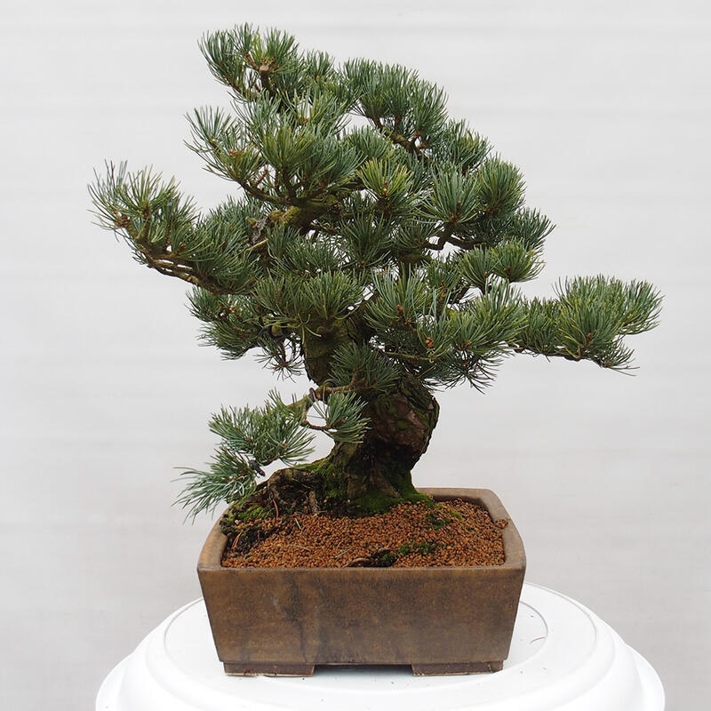 Outdoor bonsai - Pinus parviflora - Small pine tree