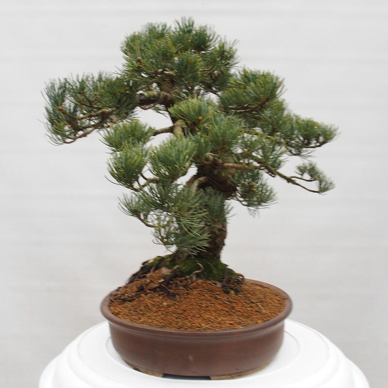 Outdoor bonsai - Pinus parviflora - Small pine tree