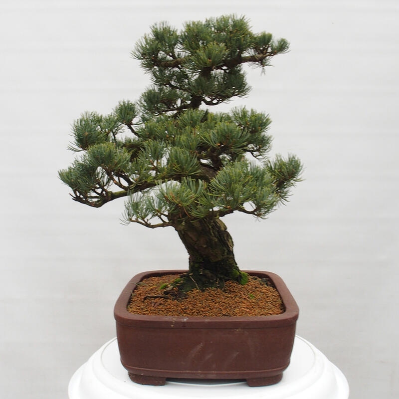 Outdoor bonsai - Pinus parviflora - Small pine tree