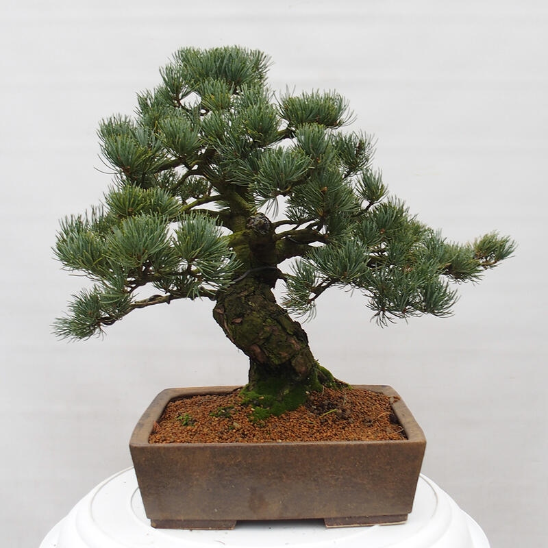 Outdoor bonsai - Pinus parviflora - Small pine tree