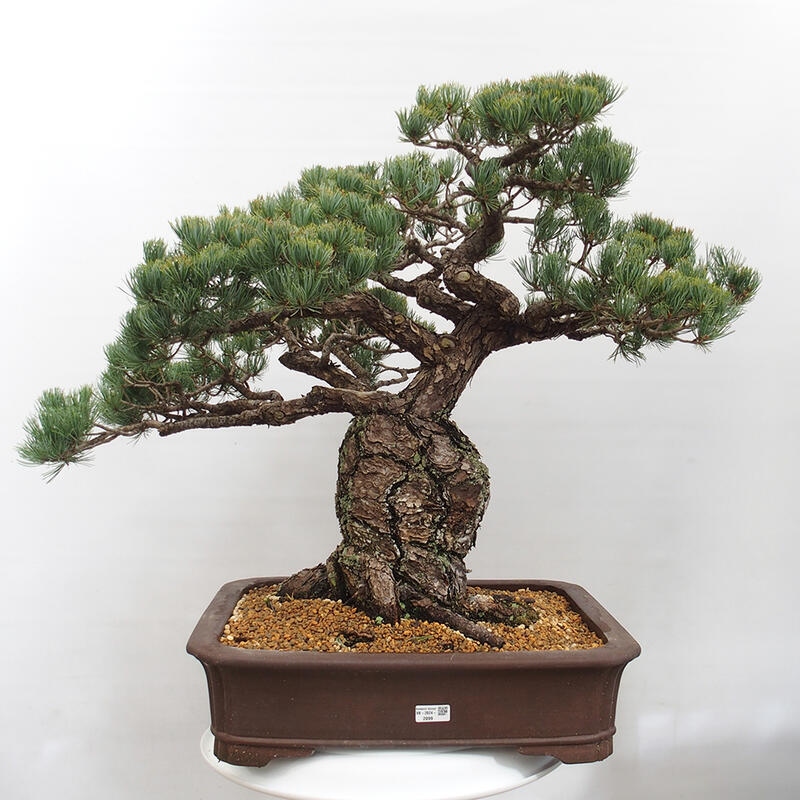 Outdoor bonsai - Pinus parviflora - Small pine tree