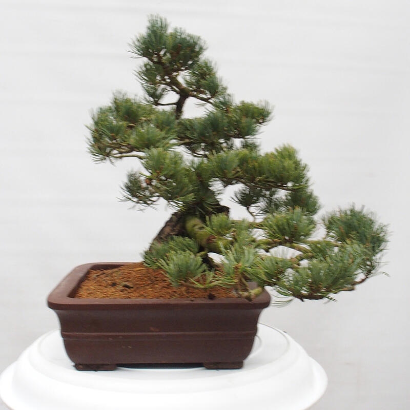 Outdoor bonsai - Pinus parviflora - Small pine tree