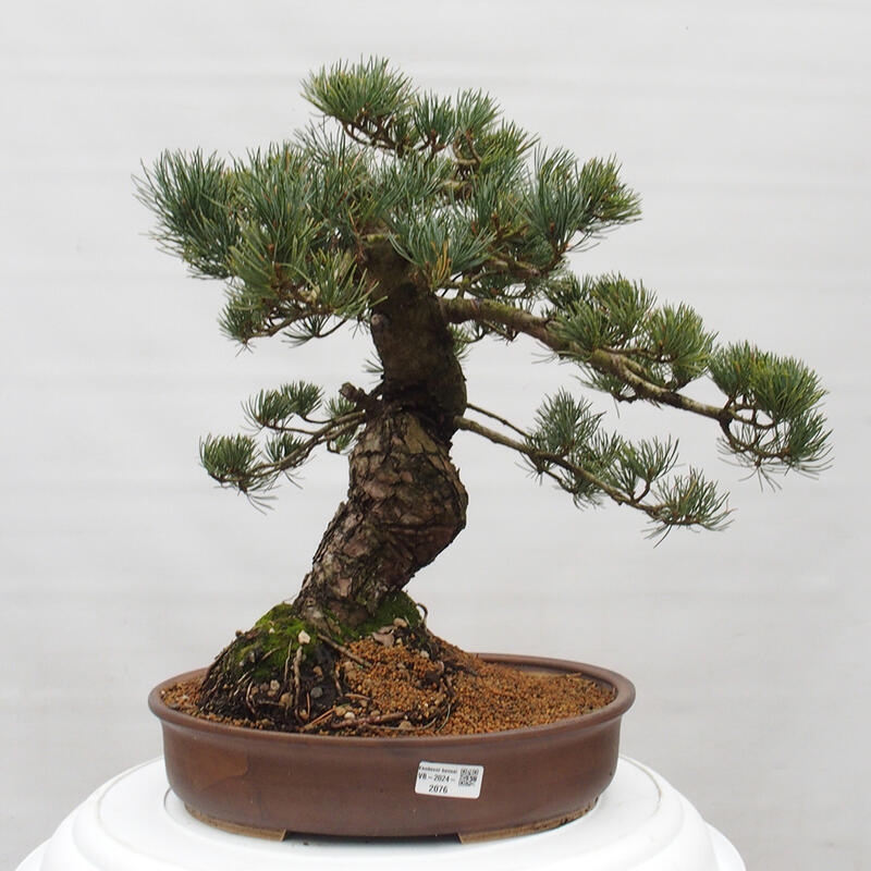 Outdoor bonsai - Pinus parviflora - Small pine tree