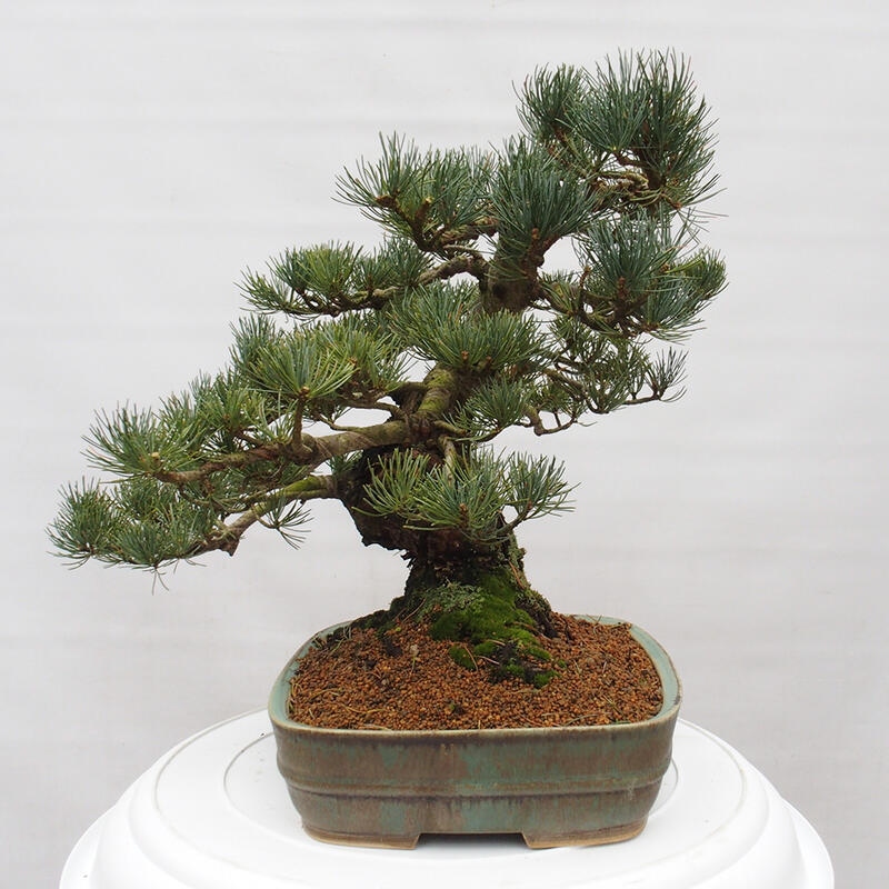 Outdoor bonsai - Pinus parviflora - Small pine tree