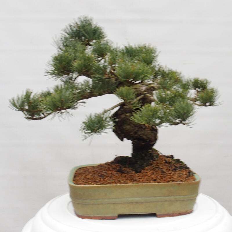 Outdoor bonsai - Pinus parviflora - Small pine tree