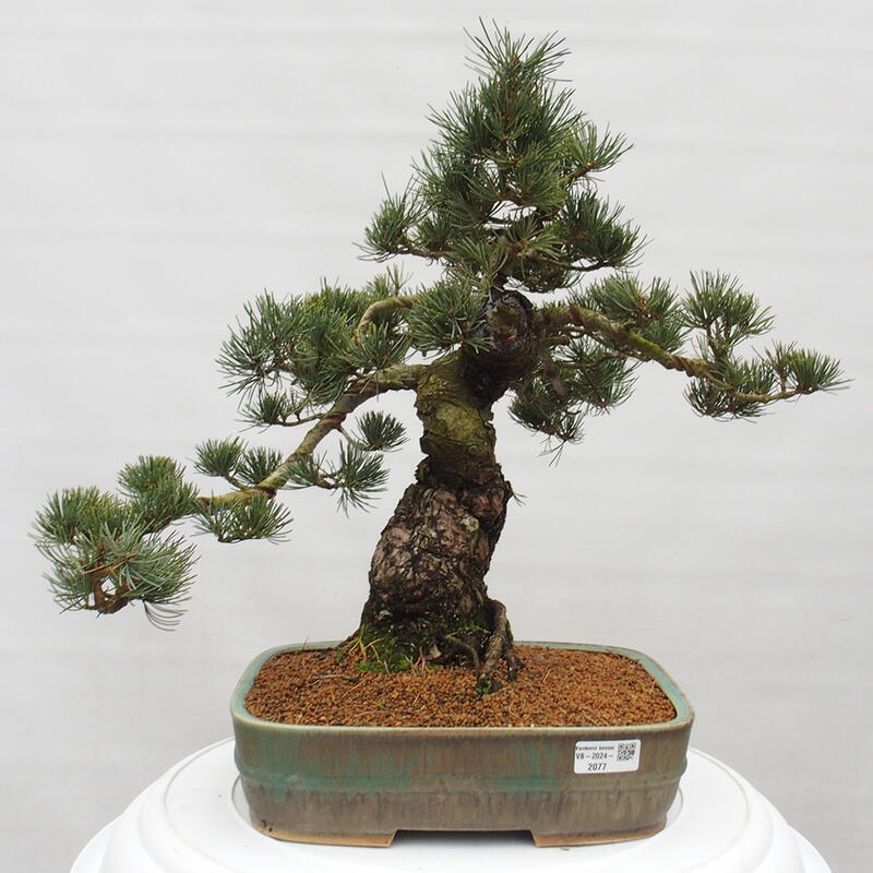 Outdoor bonsai - Pinus parviflora - Small pine tree