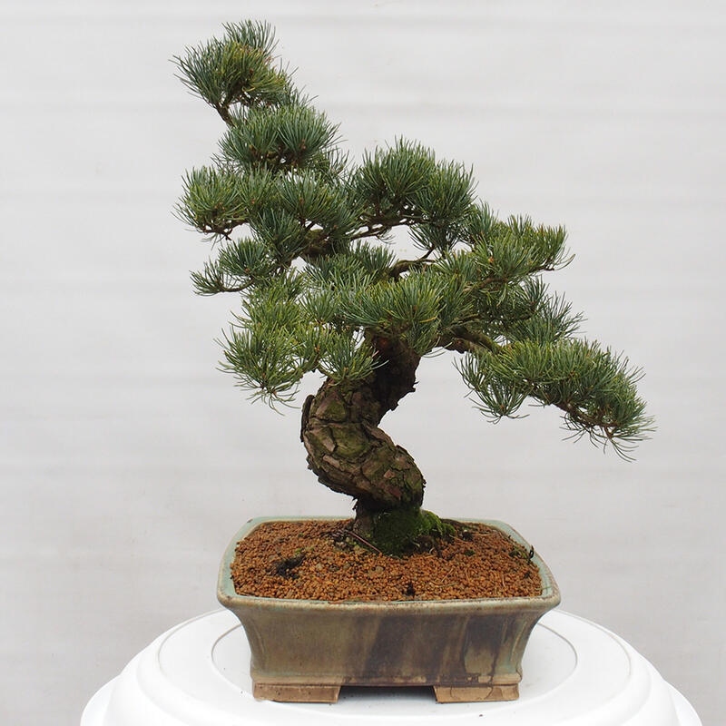 Outdoor bonsai - Pinus parviflora - Small pine tree