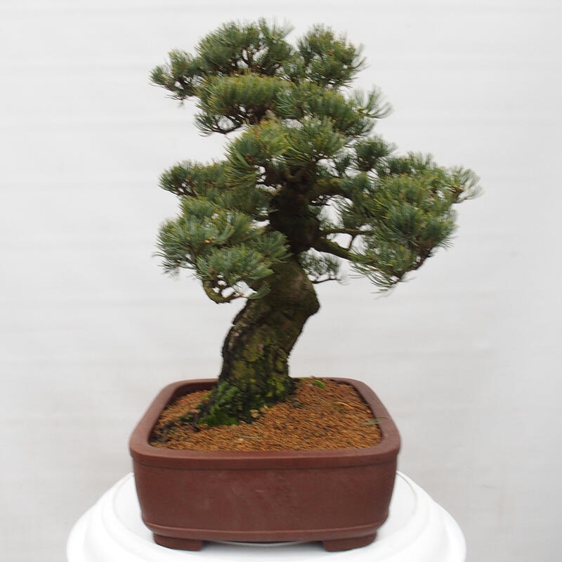 Outdoor bonsai - Pinus parviflora - Small pine tree